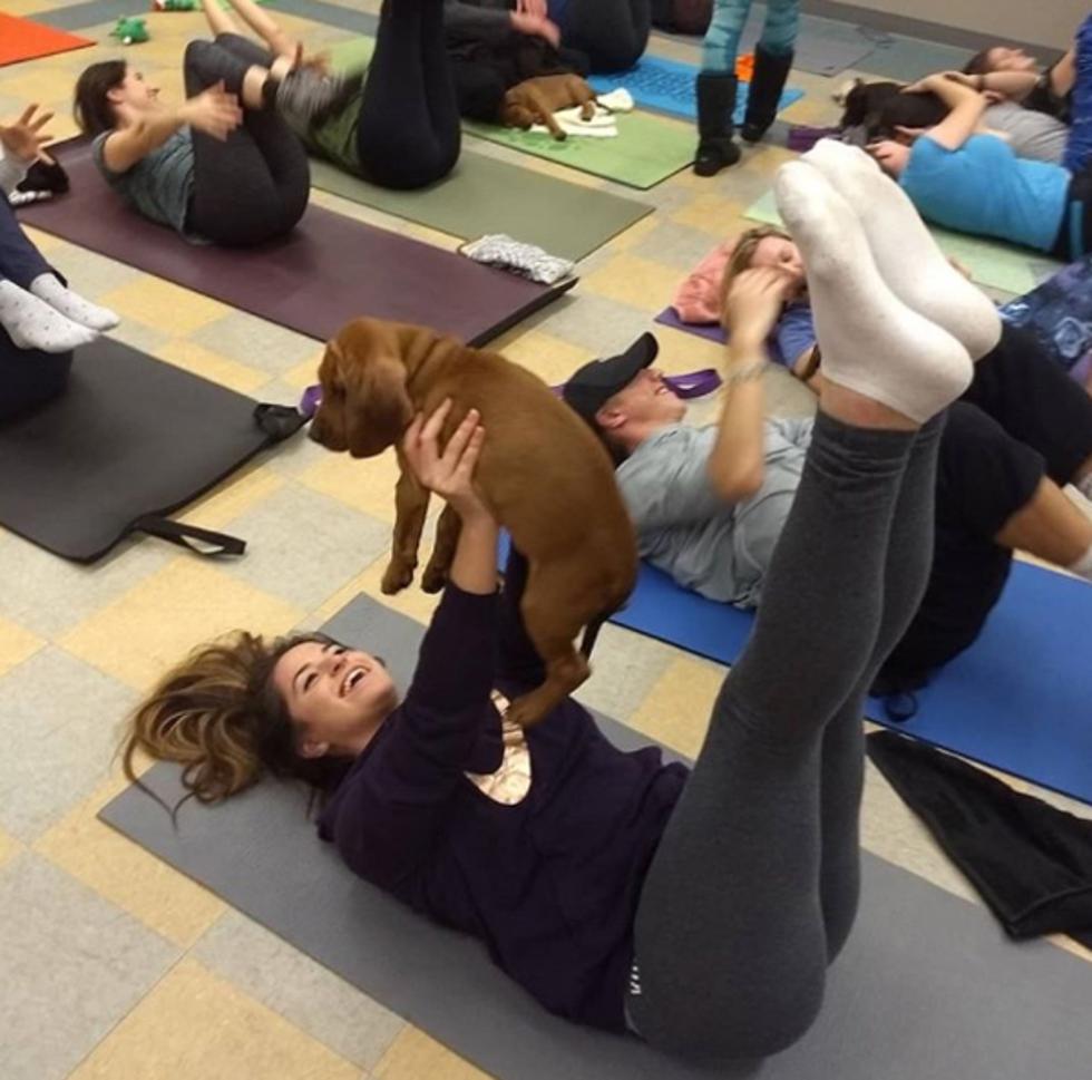 Najslađi trening na svijetu: Pilates sa psićima