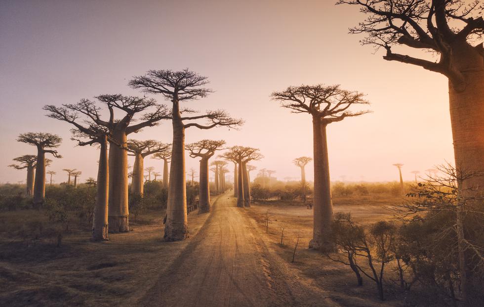 Zbogom baobabi: Nakon više od tisuću godina umrli afrički giganti