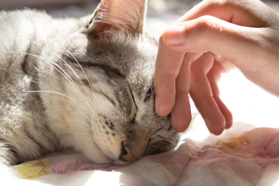 Urnebesan video: Život s mačkom vs. život bez mačke