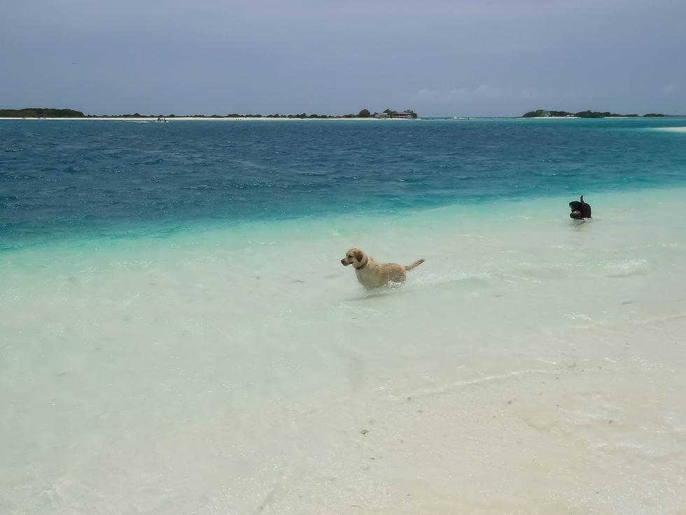 Na Karibima su jedan otok posvetili samo psima