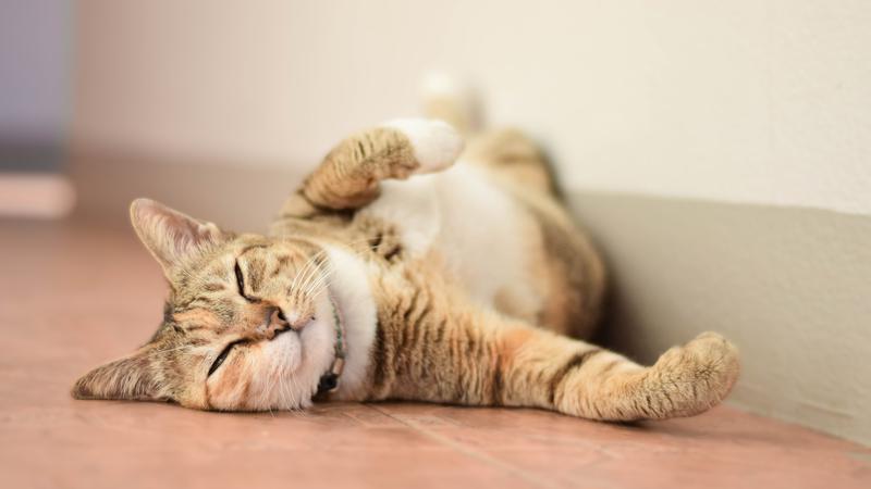 Istra&zcaron;ivanja pokazuju da ma&ccaron;ke opona&scaron;aju osobnost svojih vlasnika