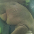 Beba dugonga umrla na Tajlandu nakon što je progutala plastiku