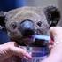 Rukavice i pelene za koale: Požari u Australiji potaknuli ljude na pletenje