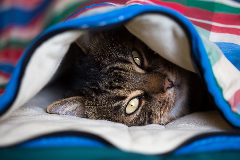 Mačke i introvertirane osobe imaju četiri zajedničke osobine