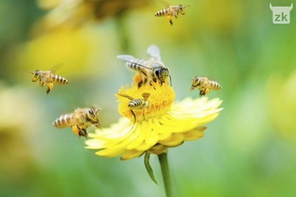 Konačno priznali da pesticidi ubijaju pčele