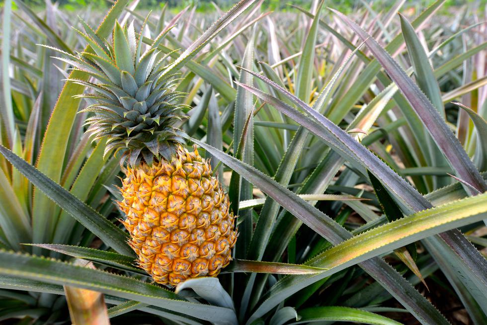 Listovi ananasa postali alternativa životinjskoj koži