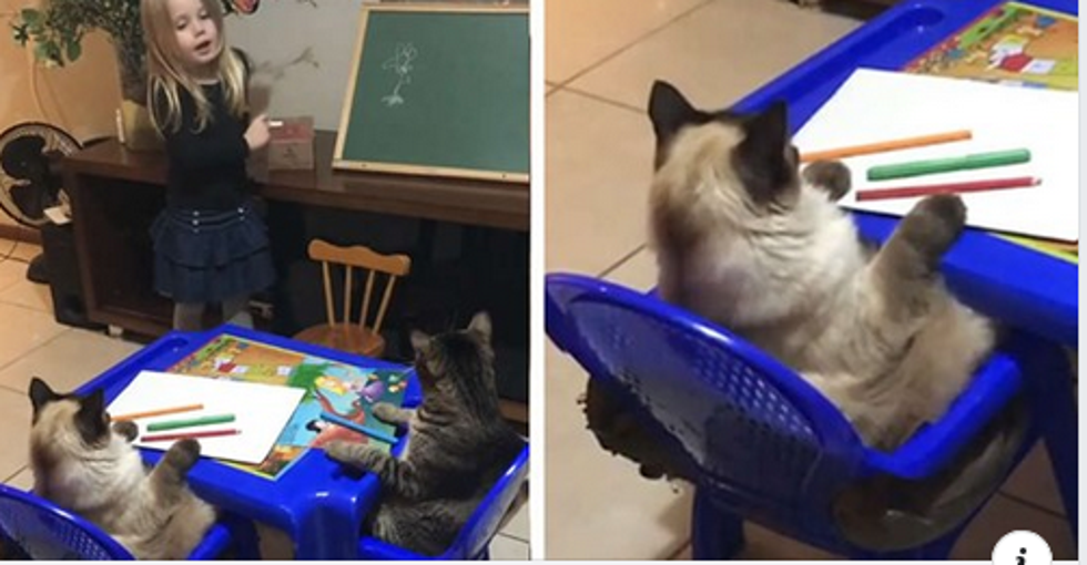 Mačke glume učenike ovoj šarmantnoj učiteljici