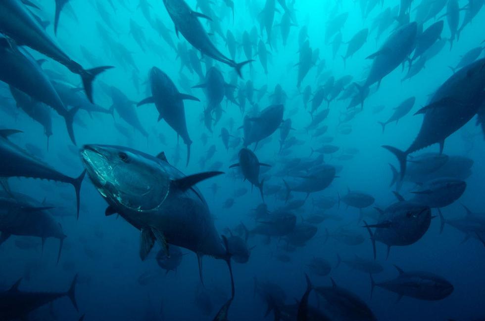 WWF prosvjeduje protiv neprihvatljivog povećanja kvota za ulov tuna
