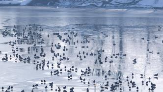 Kopački Rit: Ptice odmaraju na zaleđenim dijelovima vode