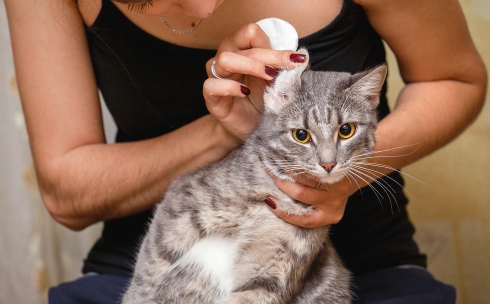 Problemi s ušima kod pasa i mačaka: Kako ih prepoznati i liječiti?