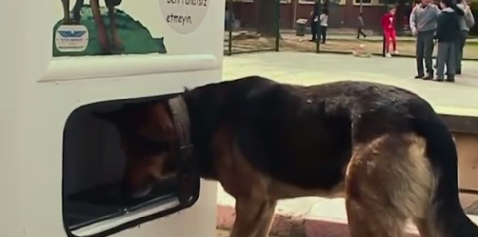 Kakva dobra ideja: Reciklažna mašina koja hrani ulične mačke i pse