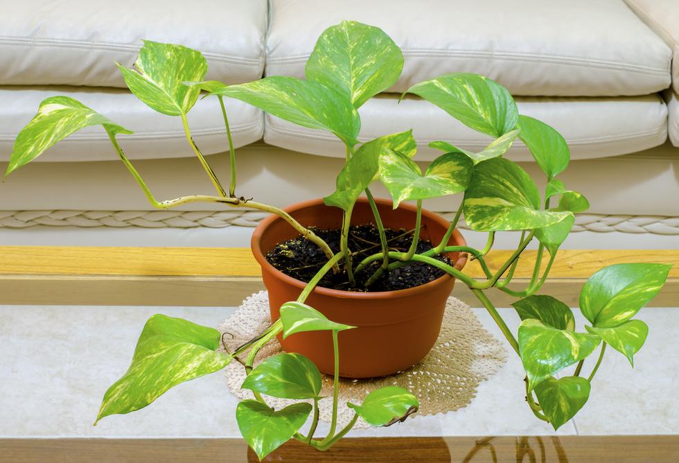 Uz ove kućne biljke učinkovito očisti zrak u svom domu
