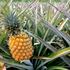 Listovi ananasa postali alternativa životinjskoj koži