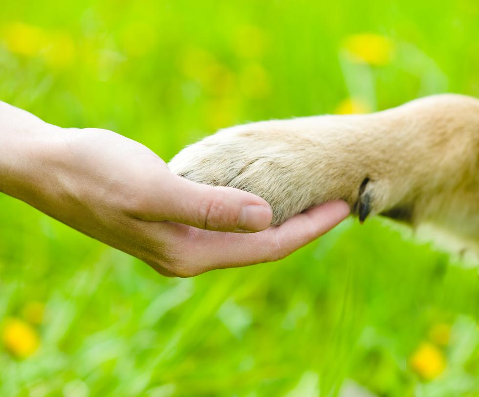 Svjetski dan životinja: Razmisli kako i ti možeš doprinijeti smanjenju životinjskih patnji?