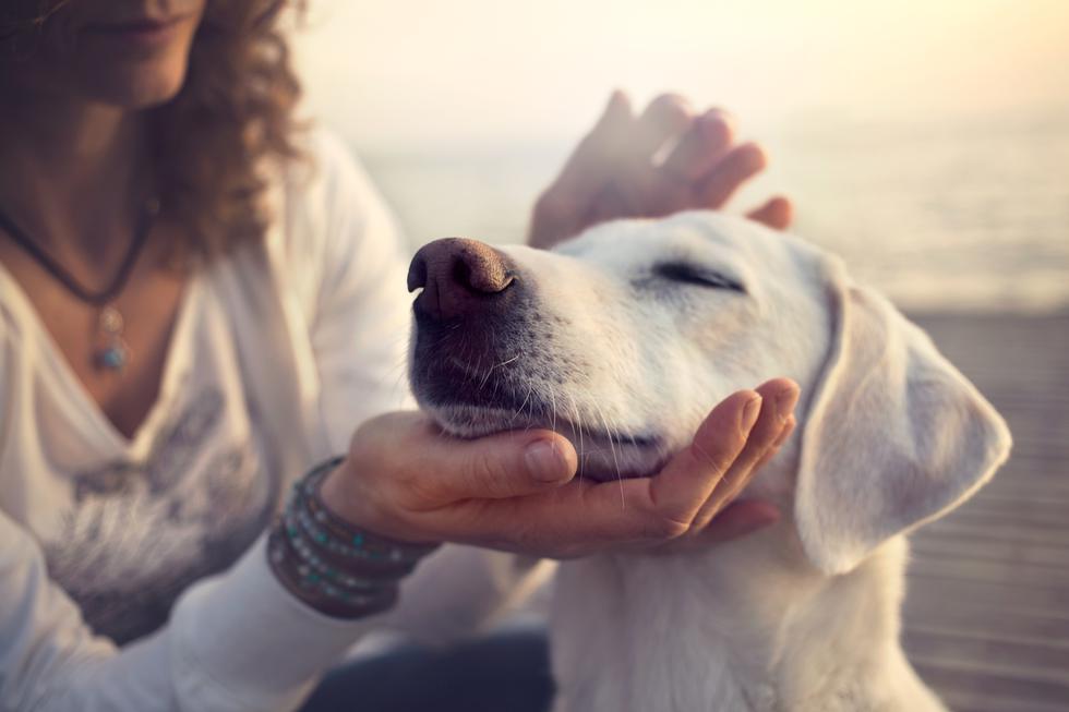 Horoskop za pse: Zvijezde utječu i na osobine tvog ljubimca