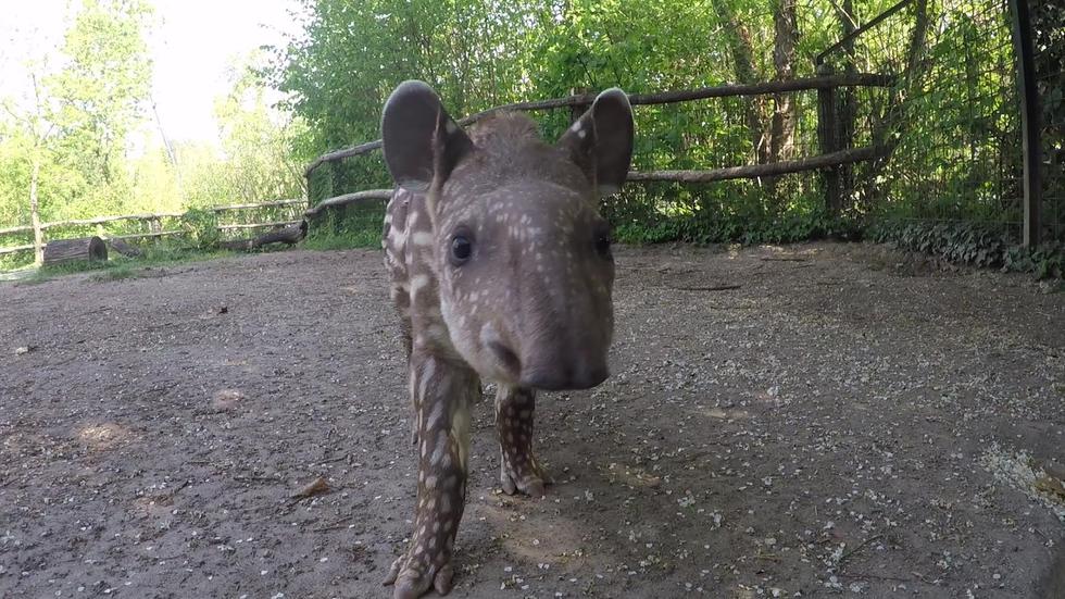 280 građana za malu tapiricu iz Zoološkog vrta izabralo je ime Tara