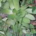 Avatar sempervivum