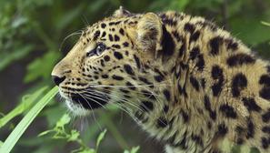 Leopardica2