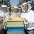 Neobična valentinska akcija u Beču: Usvoji pčelu za svoju najdražu