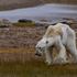 Ekološka katastrofa: Izgladnjeli polarni medvjed na izmaku smrti traži hranu