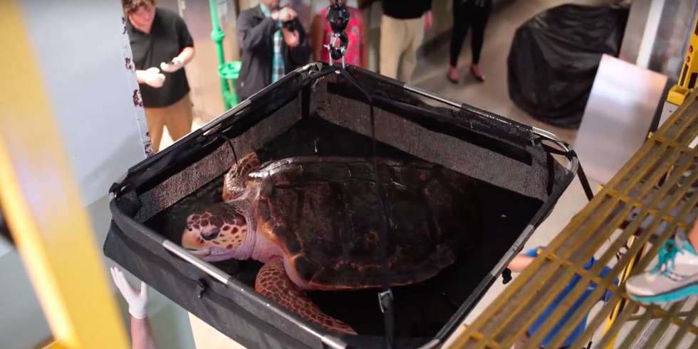 Ozlijeđenoj kornjači spasili oklop uz pomoć 3D printera