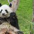 Službeno izvješće: velike pande više nisu ugrožena vrsta