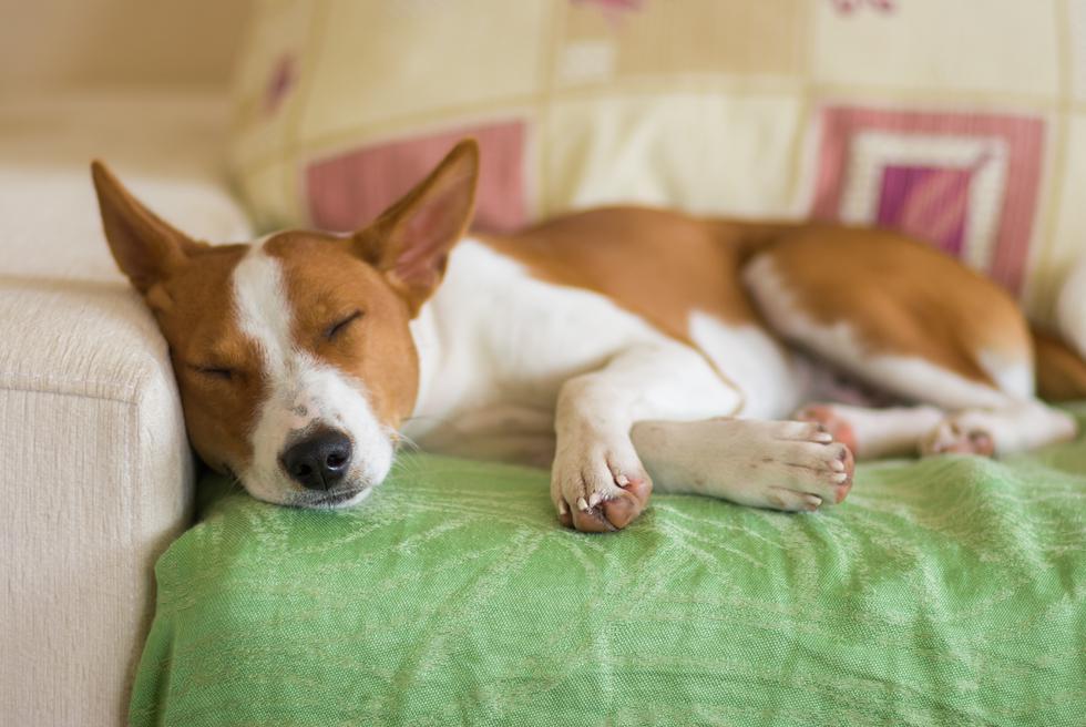 Ova znanstvena činjenica što psi sanjaju dirnut će vas do suza