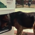 Kakva dobra ideja: Reciklažna mašina koja hrani ulične mačke i pse