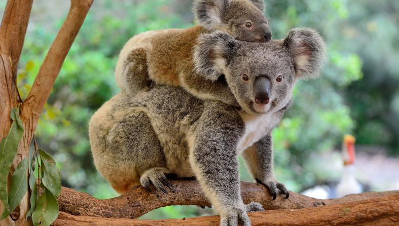 umjetna inteligencija za pronalaženje koala