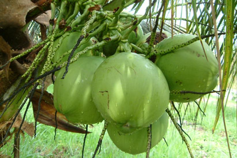 Izvor zdravlja u zelenom kokosu