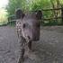 280 građana za malu tapiricu iz Zoološkog vrta izabralo je ime Tara