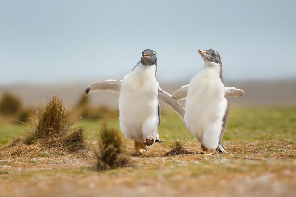 2 pingvina ponovno se vratila u sushi bar nakon što ih je policija izbacila