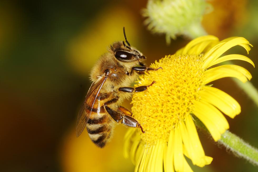 Što učiniti nakon uboda pčele, ose ili stršljena?