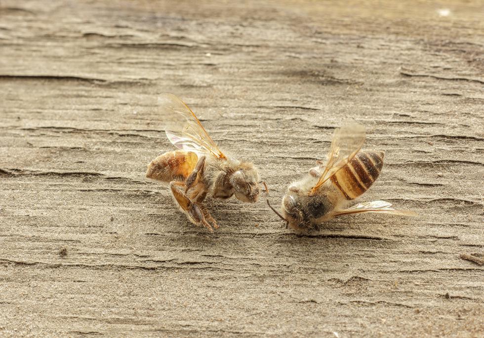 "Ako nestanu pčele, za 4 godine nestat će i ljudi"
