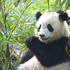 Svjetski je dan pandi - jedne od najugroženijih životinjskih vrsta