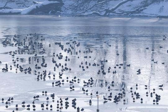 Kopački Rit: Ptice odmaraju na zaleđenim dijelovima vode