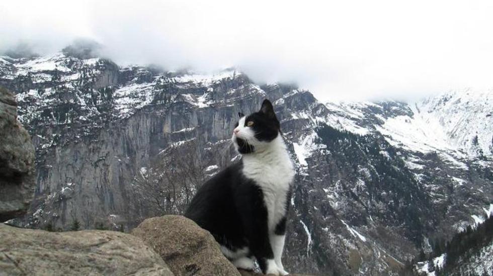 Misterij mačke koja je spasila izgubljenog planinara