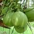 Izvor zdravlja u zelenom kokosu