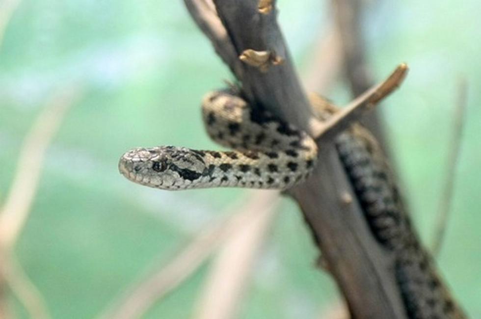 Što učiniti u slučaju ugriza zmije i koja su staništa zmija otrovnica kod nas
