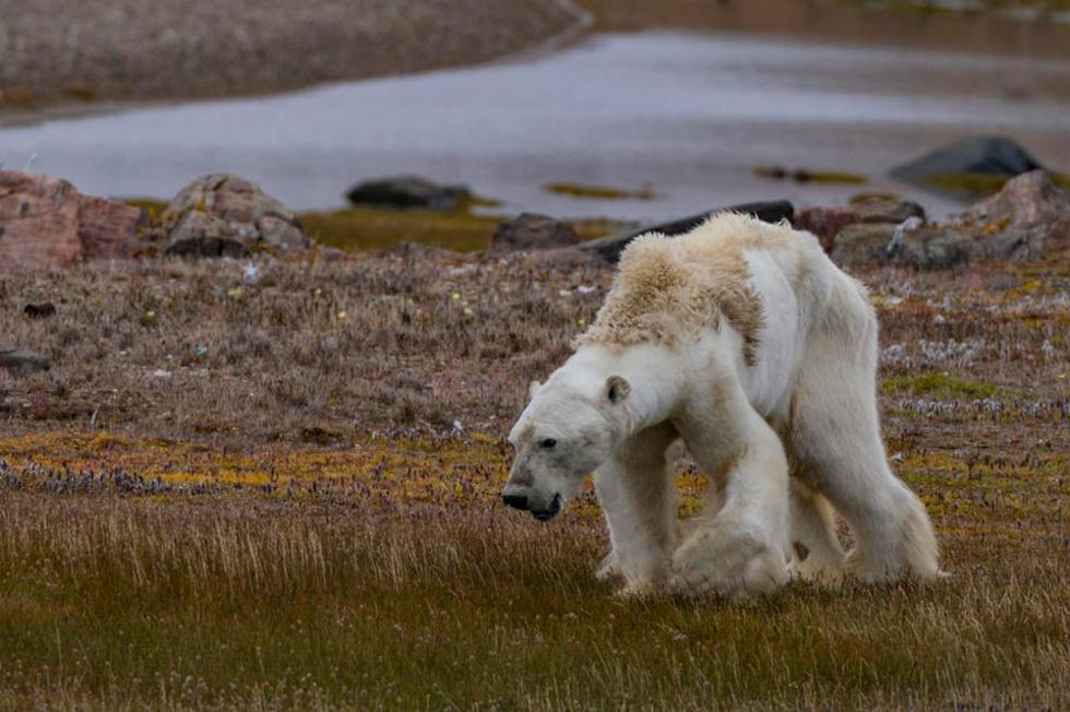 Ekološka katastrofa: Izgladnjeli polarni medvjed na izmaku smrti traži hranu