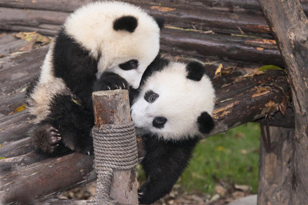 Evo što se dogodi kada malu pandu natjeraju na odmor