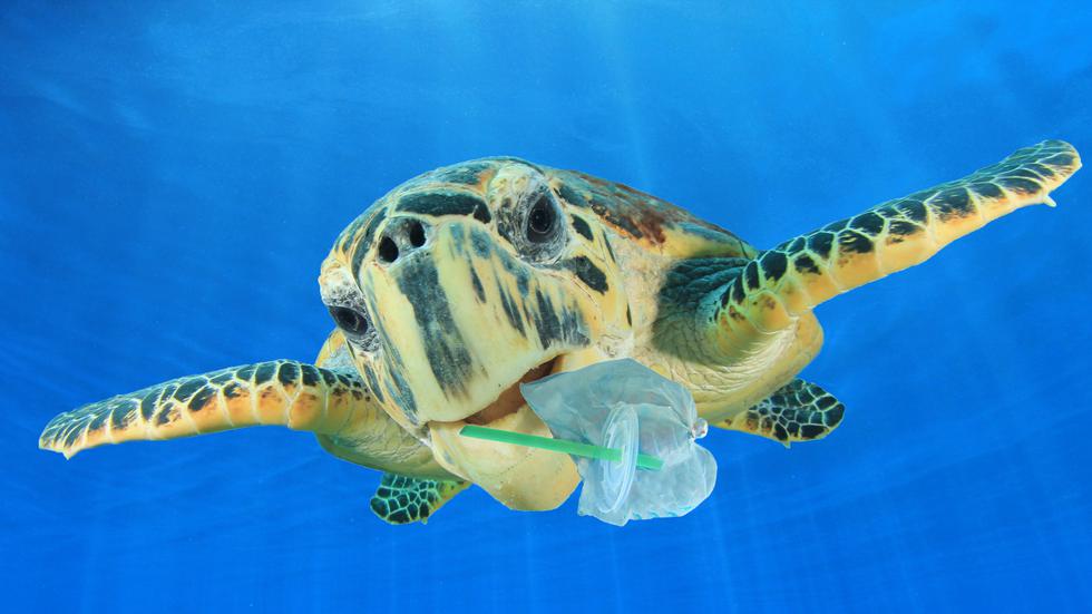 Plastične slamke: najgori ubojice životinja u oceanu