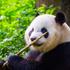Što te Kung Fu Panda može naučiti o životu?