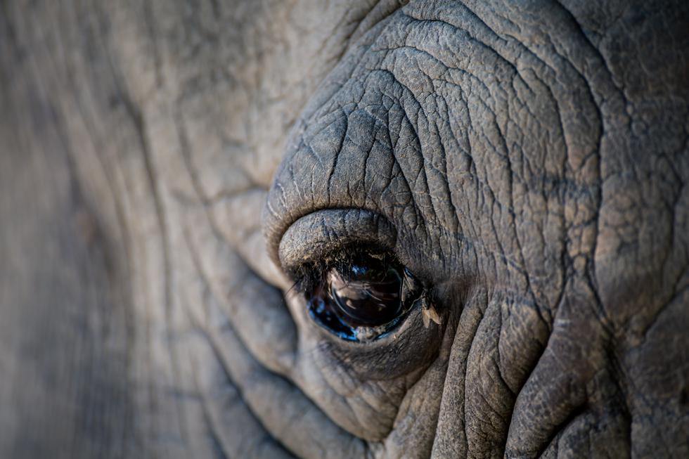 "Ovako izgleda izumiranje" - potresna fotografija zadnjeg nosoroga ove vrste na svijetu