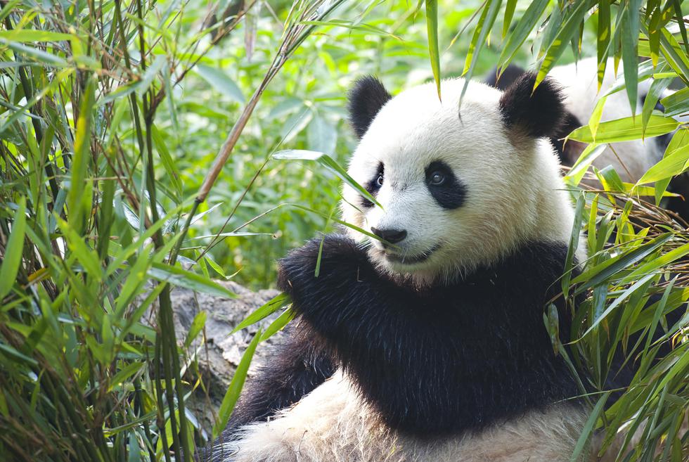 Svjetski je dan pandi - jedne od najugroženijih životinjskih vrsta