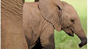 Slonovi-Okomitajpg