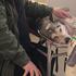 Vlasnik otrovane Ice moli vlasnike pasa da joj doniraju krv i spase život