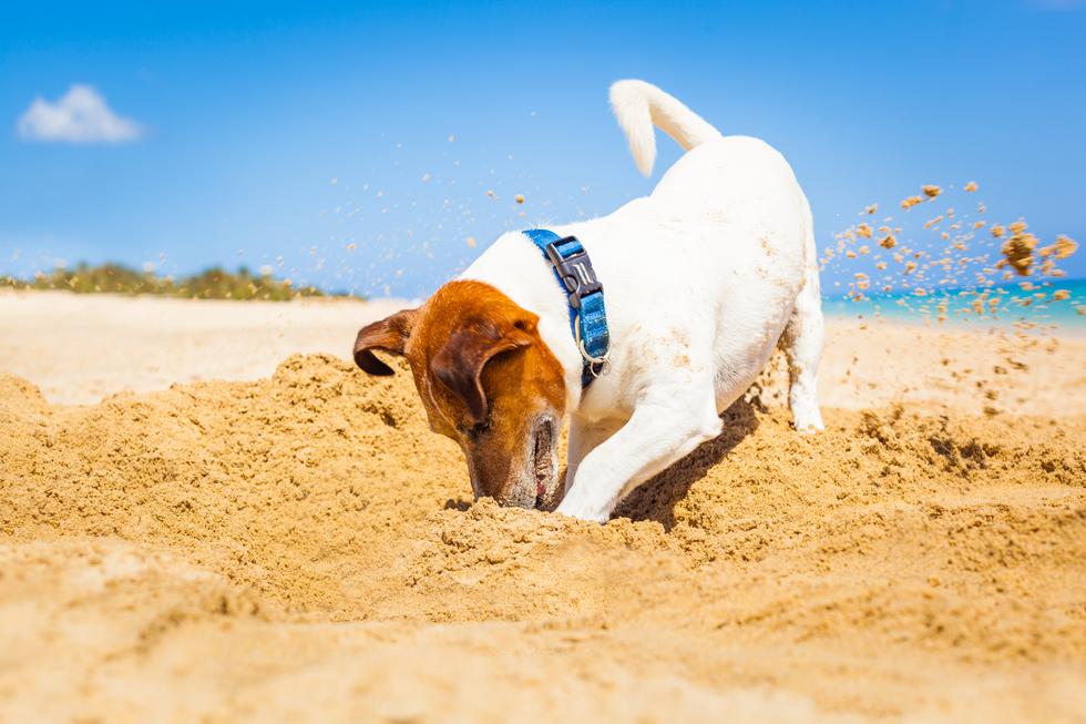 Svijet je čudesan: pogledaj što je ovaj pas napravio na plaži