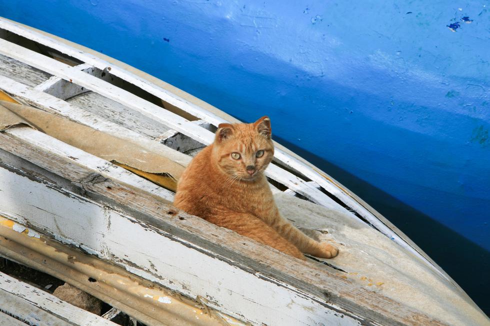 Mačka ilegalno prešla Mediteran i gladna i žedna stigla u Njemačku