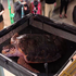 Ozlijeđenoj kornjači spasili oklop uz pomoć 3D printera